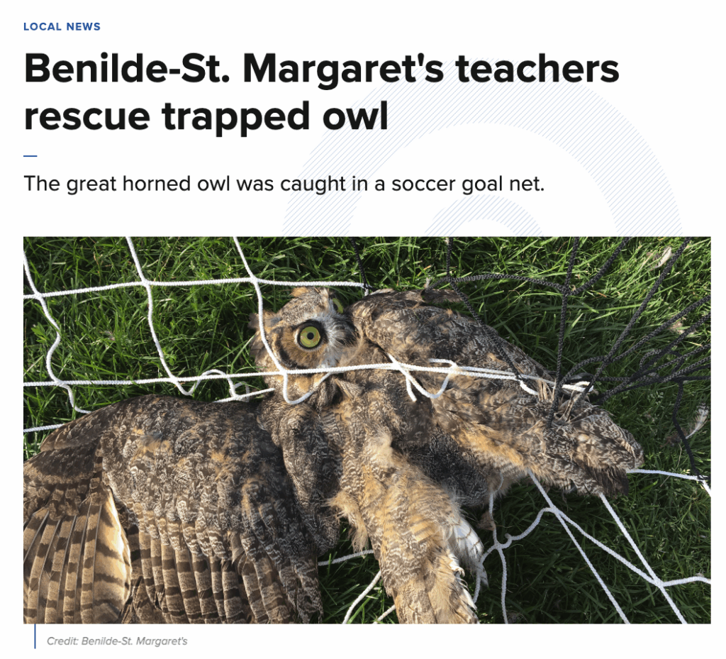 Benilde-St. Margaret's Teachers Rescue Trapped Owl